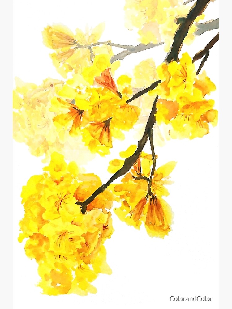 "Yellow trumpet flowers watercolor painting " Poster by ColorandColor