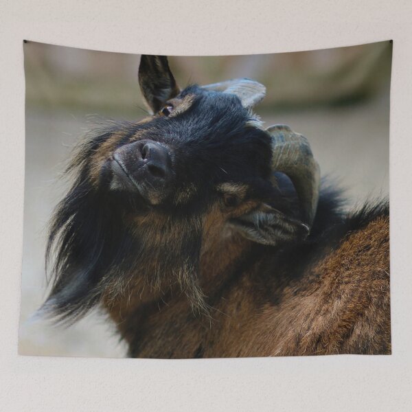 Item preview, Goat, animal designed and sold by laura-S.