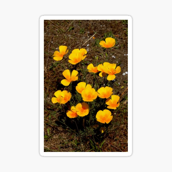 Item preview, California Sunshine designed and sold by coffeebean.