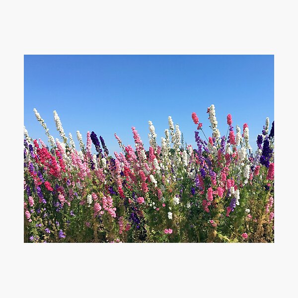 Flower Festival Photographic Print