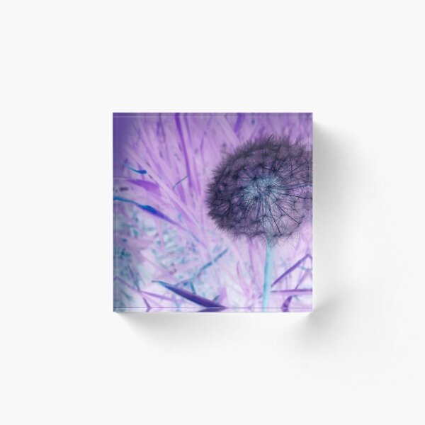 Make a wish dandelion Acrylic Block