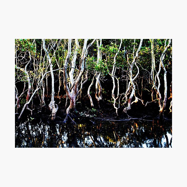 trees and more trees Photographic Print