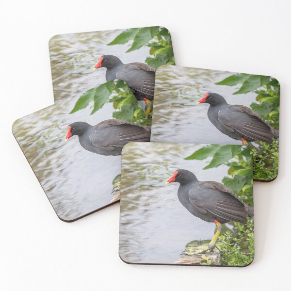 Item preview, Common Gallinule at Edge of Water designed and sold by Debra Martz.