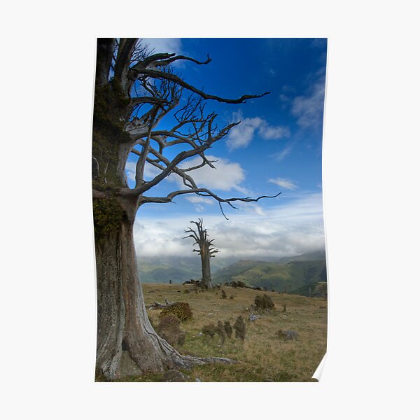 Mighty Totara. Poster