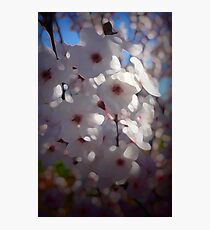 Plum Blossoms Photographic Print
