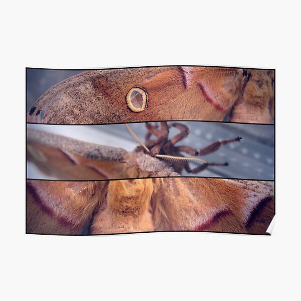Polyphemus Moth (in detail) Poster