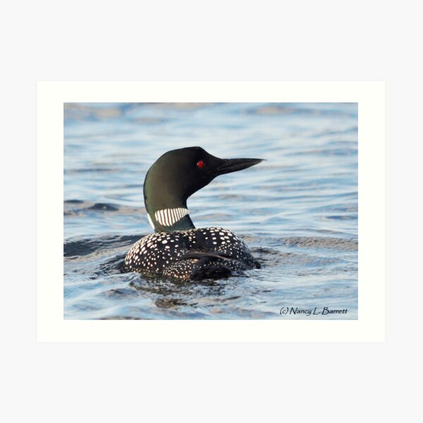 Common Loon Art Print