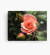 Orange Rose and Buds Metal Print