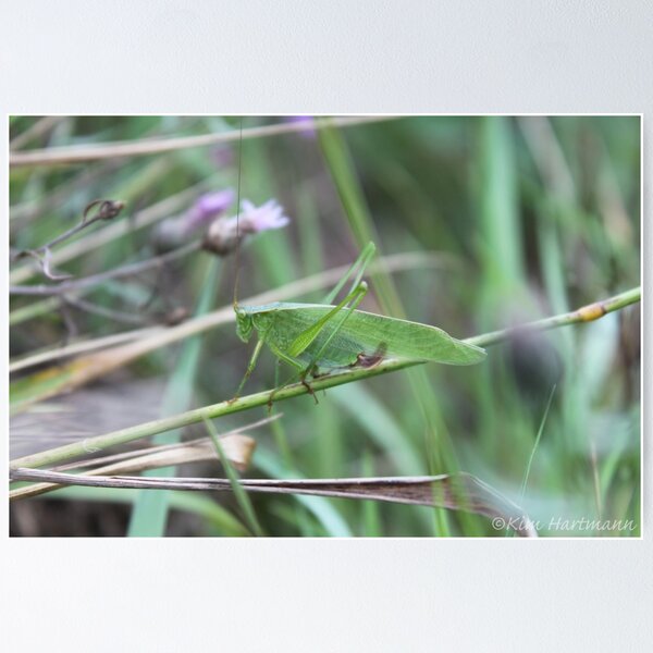 Item preview, Green Grasshopper designed and sold by KHartmann.