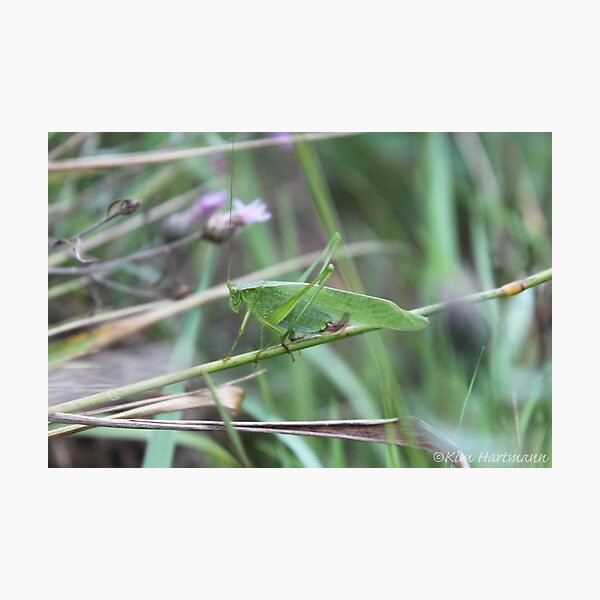 Item preview, Green Grasshopper designed and sold by KHartmann.
