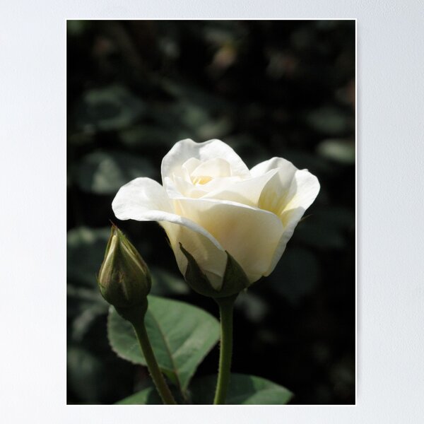 Item preview, White Rose and Bud designed and sold by Gordon Taylor.