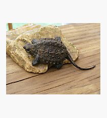 A real baby Dinosaur Photographic Print