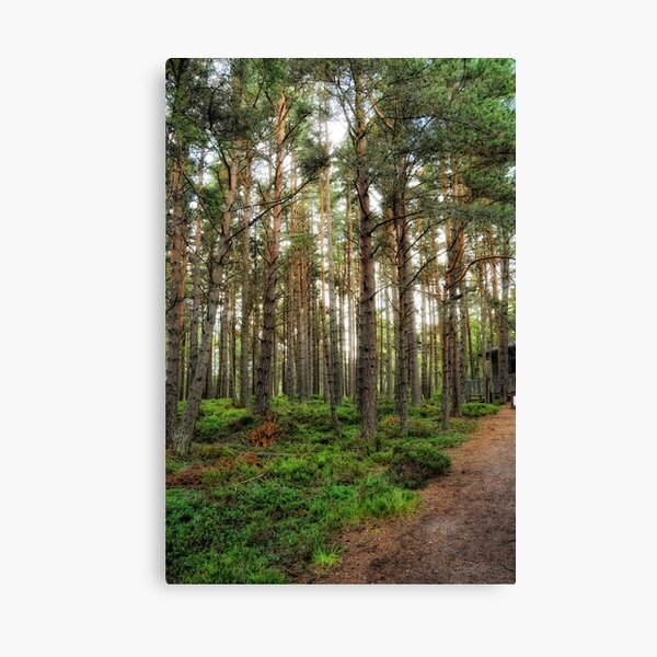 To the Hide. Canvas Print