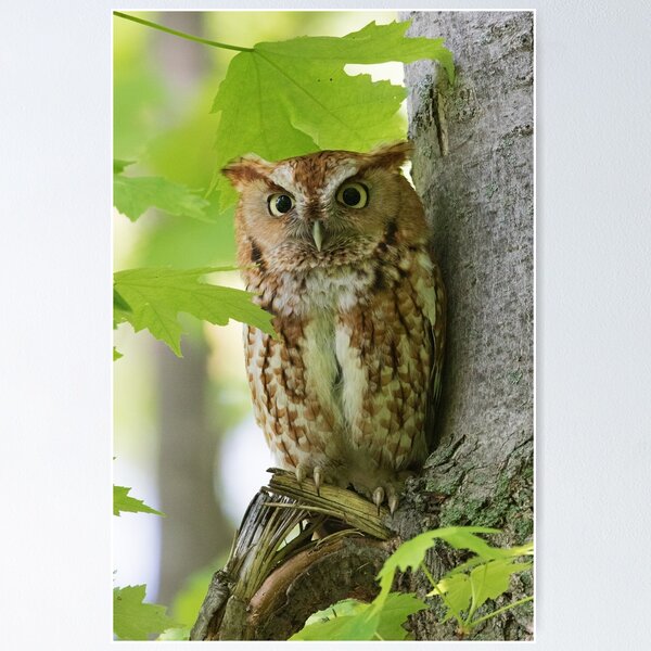 Item preview, Red Screech Owl designed and sold by WorldDesign.
