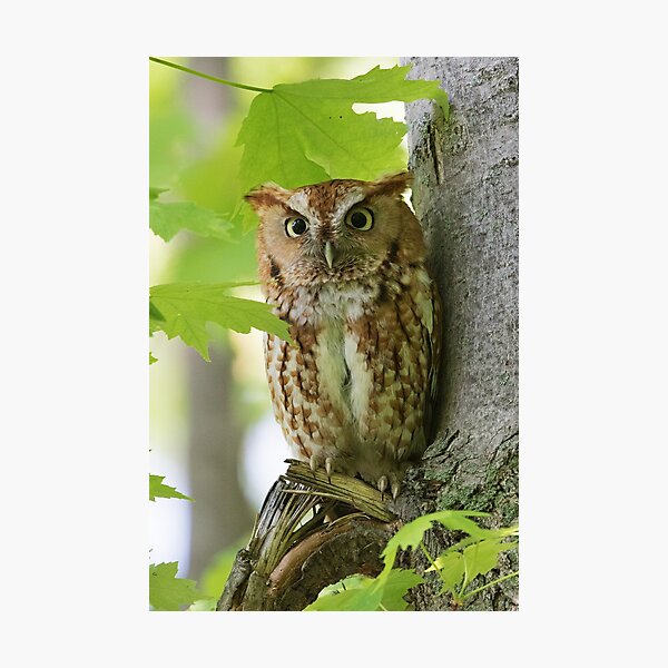 Item preview, Red Screech Owl designed and sold by WorldDesign.