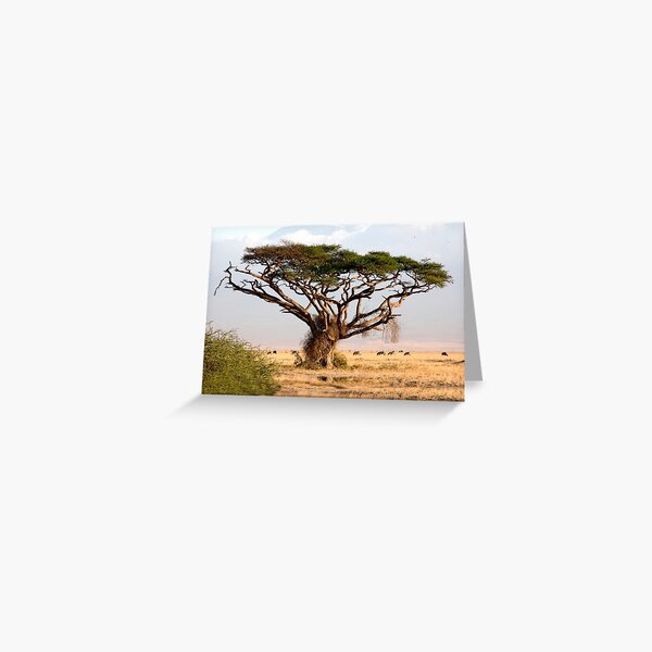 Item preview, Tanzanian Acacia designed and sold by phil decocco.