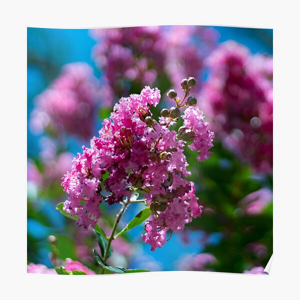 Pink Crepe Myrtle Tree Flowers Poster