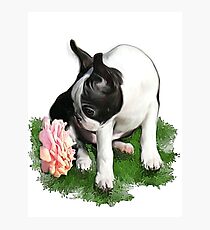 Sweetpea Photographic Print