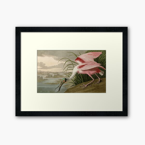 Item preview, Roseate Spoonbill from Birds of America by John James Audubon designed and sold by Vintage Wall Art.