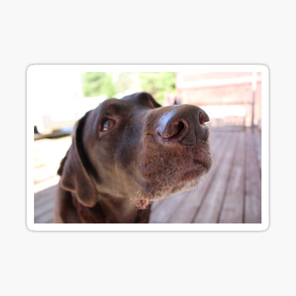 Animals: A Doggo's Snout Sticker
