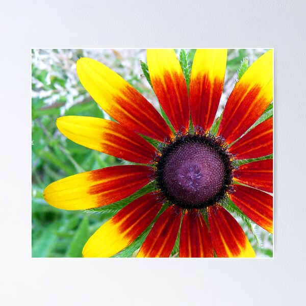 Item preview, Blackeyed Susan - "Becky Cinnamon Bi-color" variety designed and sold by Marcia Rubin.
