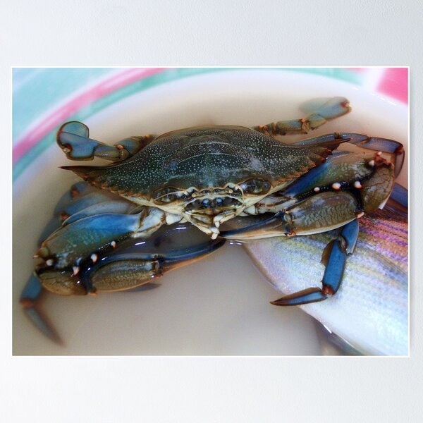 Item preview, Marland Blue Crab designed and sold by Paulette1021.