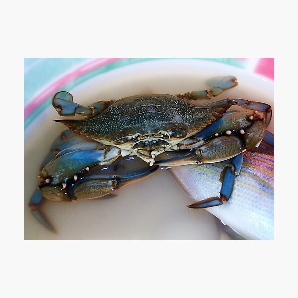 Item preview, Marland Blue Crab designed and sold by Paulette1021.