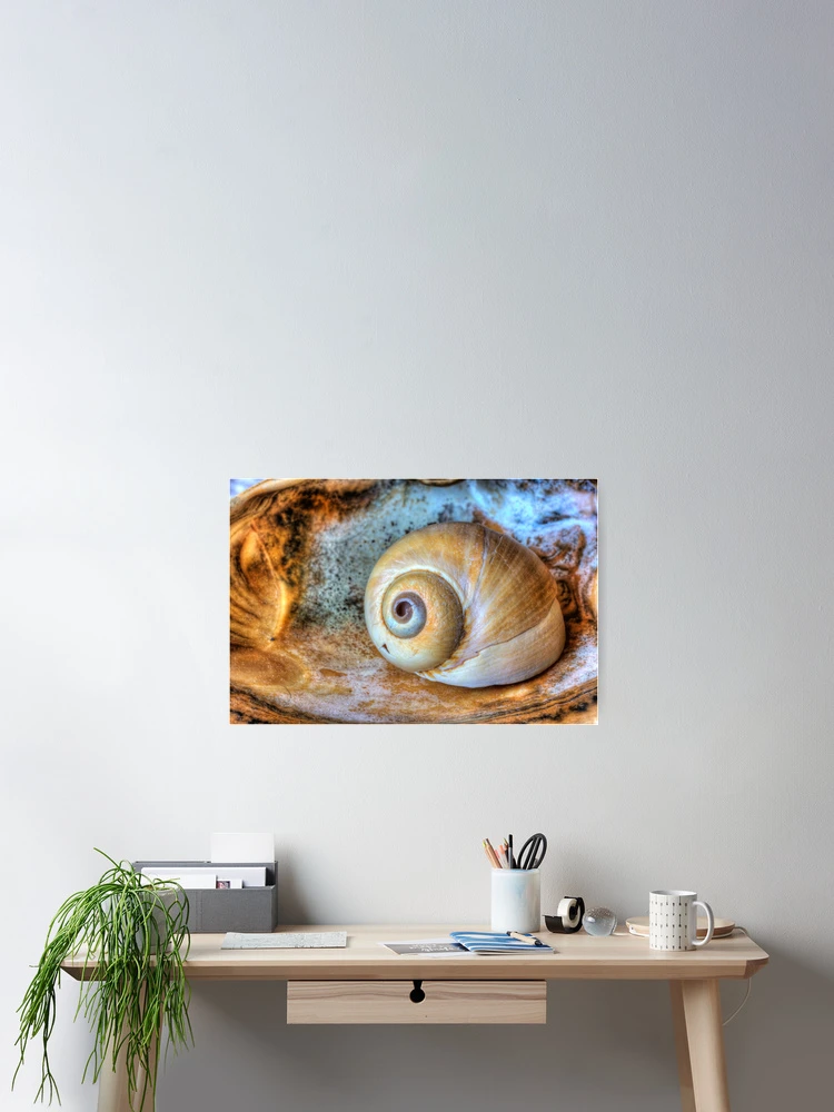Thumbnail 2 of 3, Poster, Shell On Shell designed and sold by M a r i e B a r c i a.