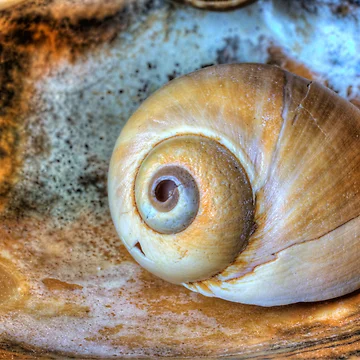Artwork thumbnail, Shell On Shell by M a r i e B a r c i a