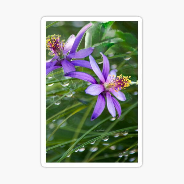 Meadow Dew Sticker