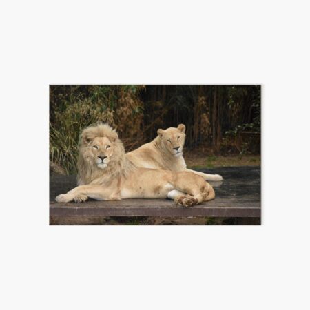 Decoración: Pareja De Leones | Redbubble