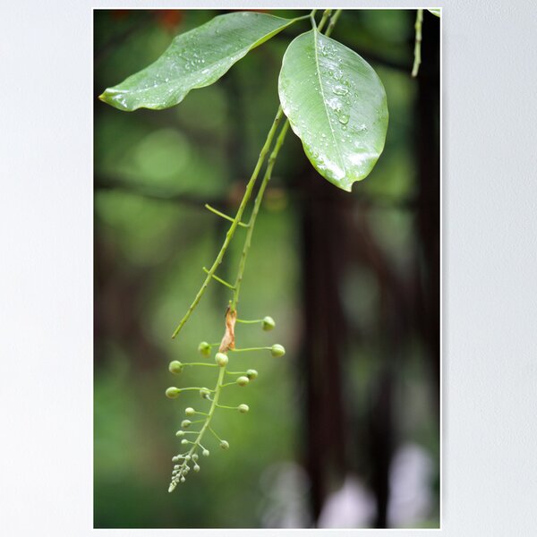From clouds to leaves Poster