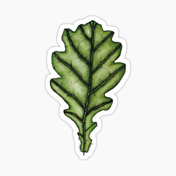 Oak leaf Sticker