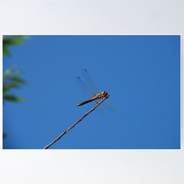 Item preview, Dragonfly on Twig  designed and sold by jojobob.