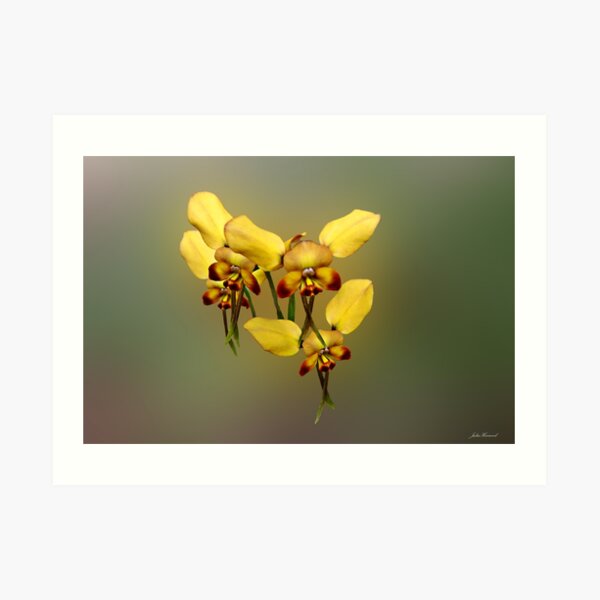 Dainty Donkey Orchid, Diuris aff recurva Art Print