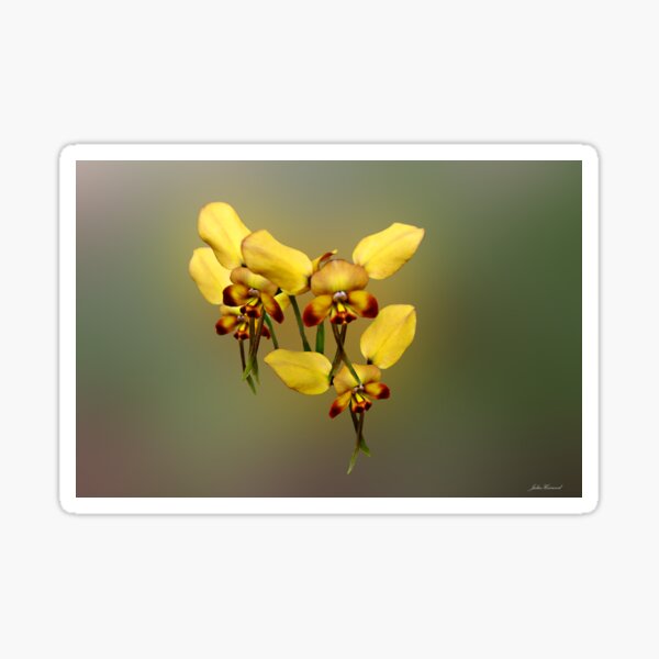 Dainty Donkey Orchid, Diuris aff recurva Sticker