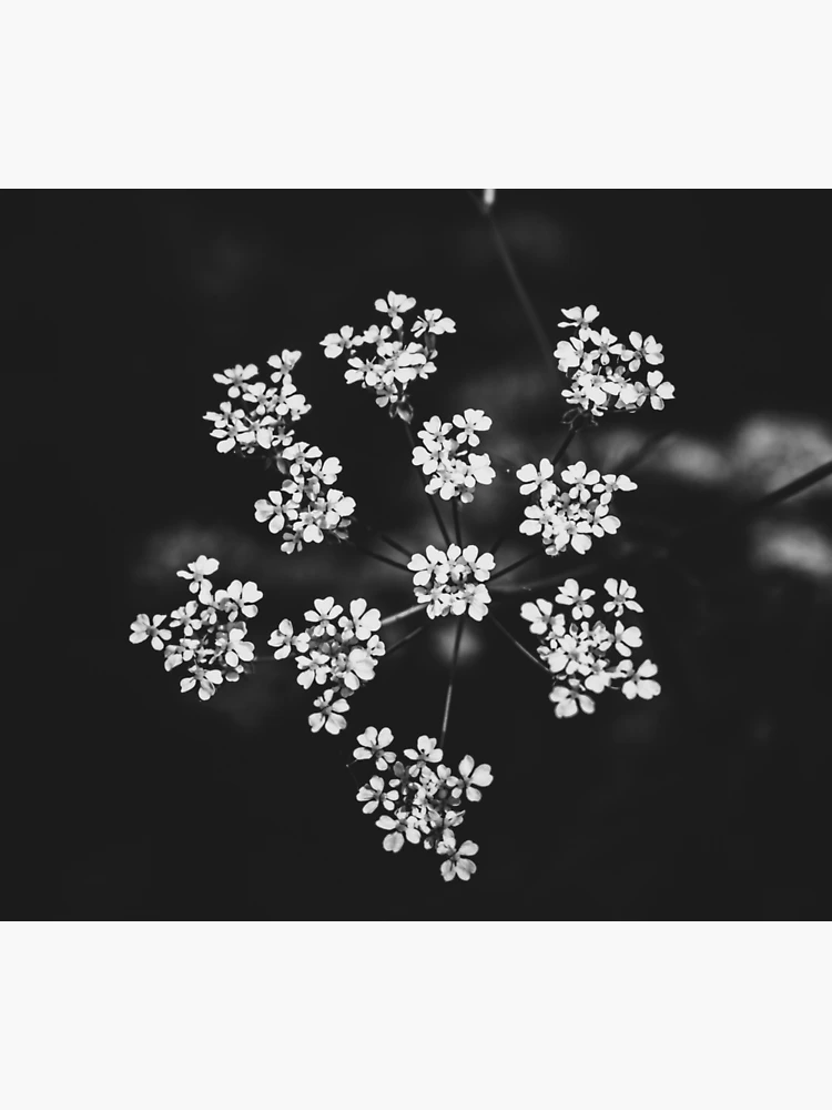 Wild White Flowers against Black Background. Vintage Black and White  Photography.  Poster for Sale by AgnieszkaArt