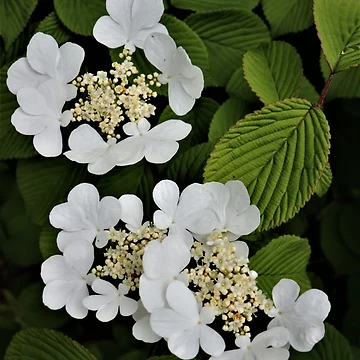 Artwork thumbnail, Summer Snowflake by RVogler