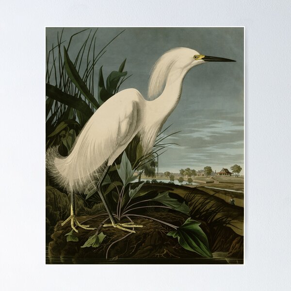 Item preview, Snowy Heron or White Egret from Audubon Birds of America  designed and sold by Vintage Wall Art.