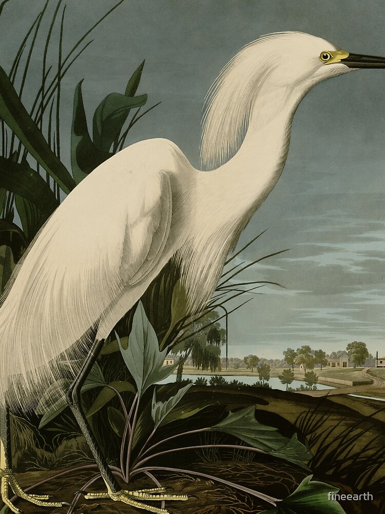 Snowy Heron or White Egret from Audubon Birds of America  Scarf