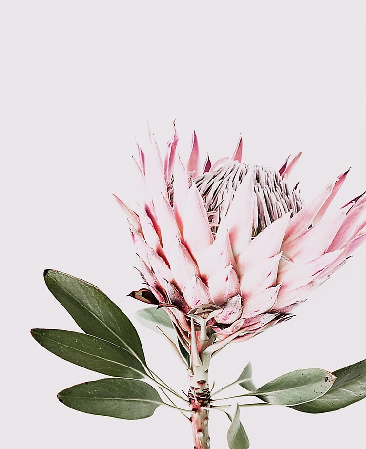 Buy Pastel Protea I Photo Art Print