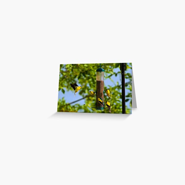 Gold Finches Greeting Card