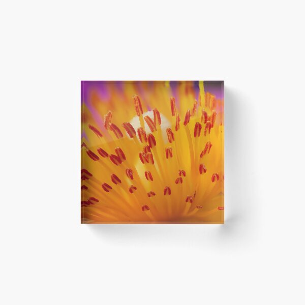 Item preview, Cistus flower stamen super macro  designed and sold by simonbratt.