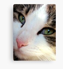 Puss Puss Canvas Print