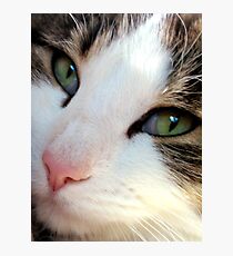 Puss Puss Photographic Print