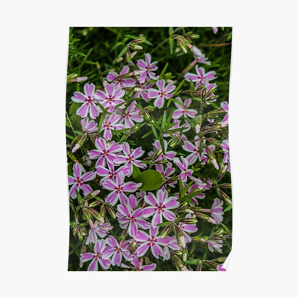 Candy Tuft Phlox Poster
