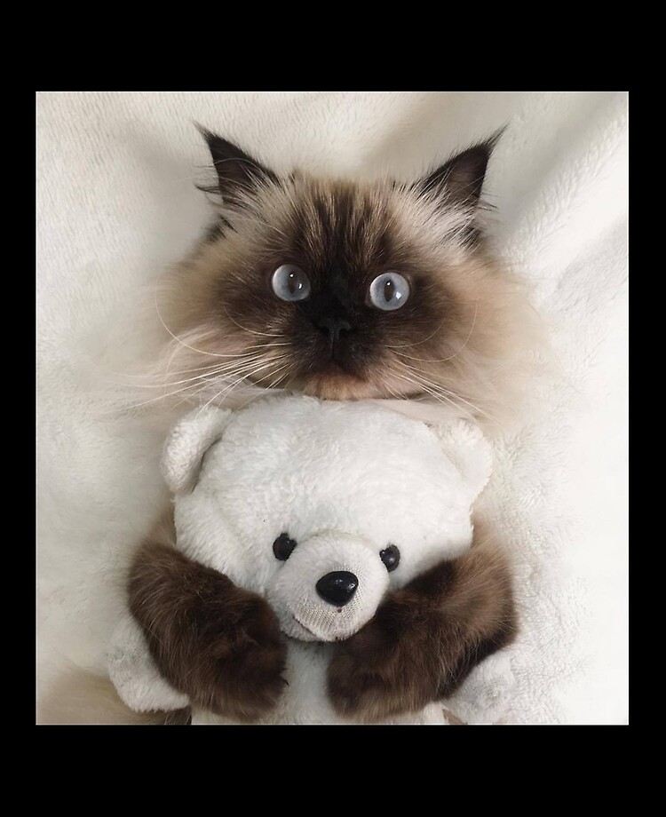 ragdoll teddy bear