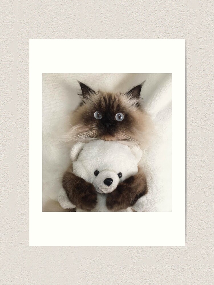 ragdoll teddy