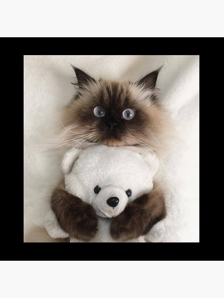 ragdoll cat teddy