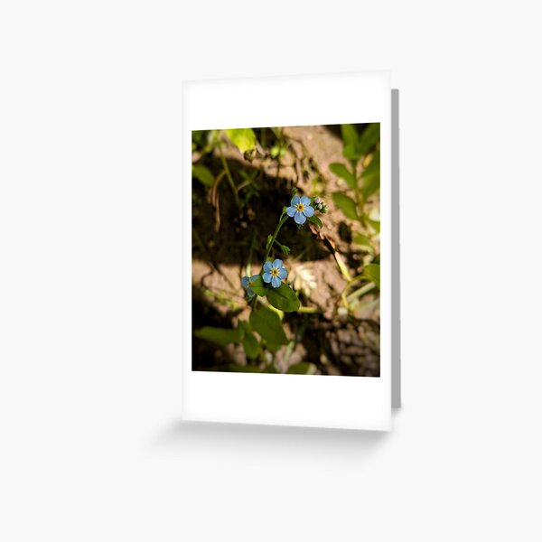 Blue Eyes on the Water Greeting Card